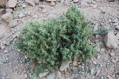Tetraena