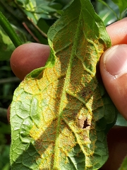 Pucciniastrum symphyti