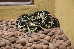 Bothrops jararacussu