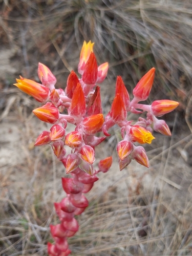 Image of Dudleya palmeri by no rights reserved