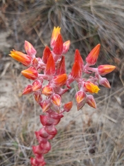 Dudleya palmeri