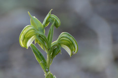 Pterostylis vittata