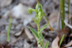 Pterostylis vittata