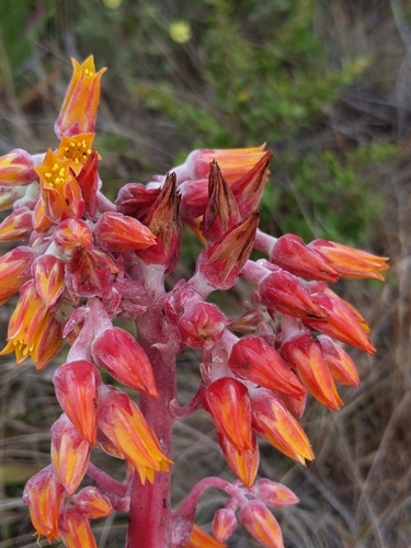 Image of Dudleya palmeri by no rights reserved
