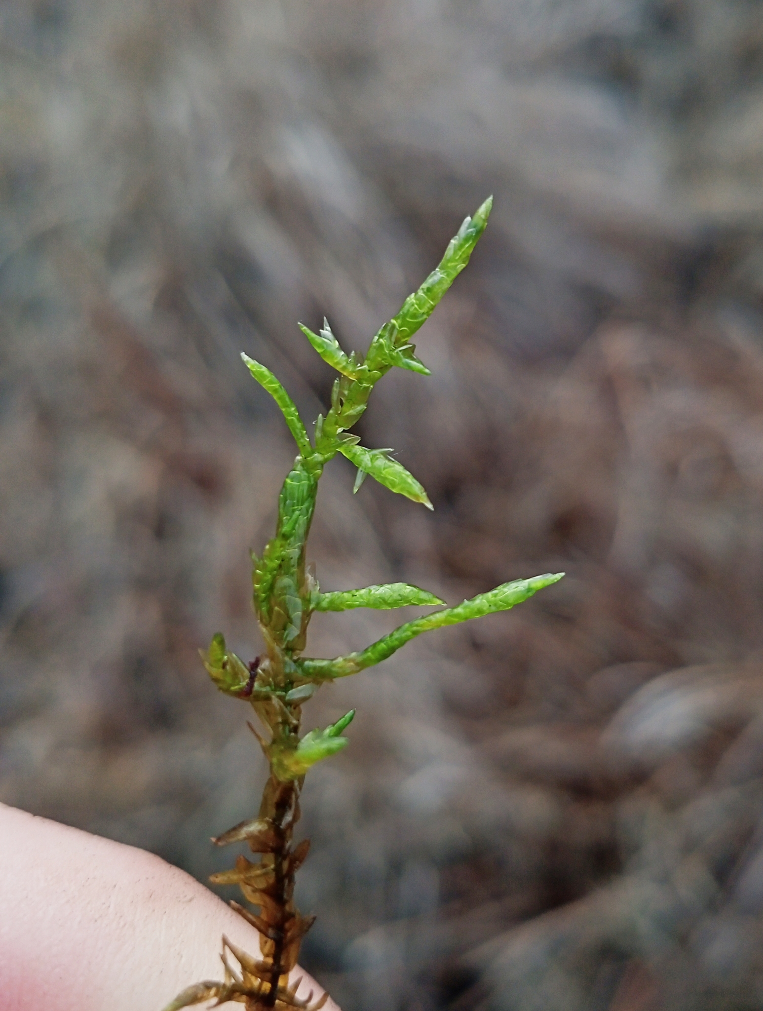 Calliergon richardsonii