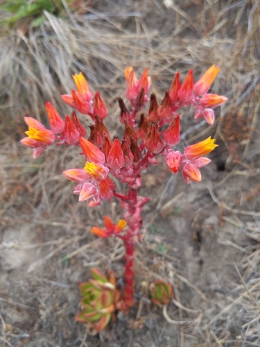 Image of Dudleya palmeri by no rights reserved