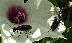 Epicauta cinerea-group