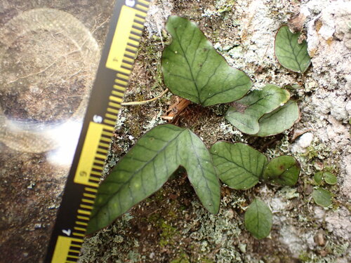 Selliguea hastata iNat (3)