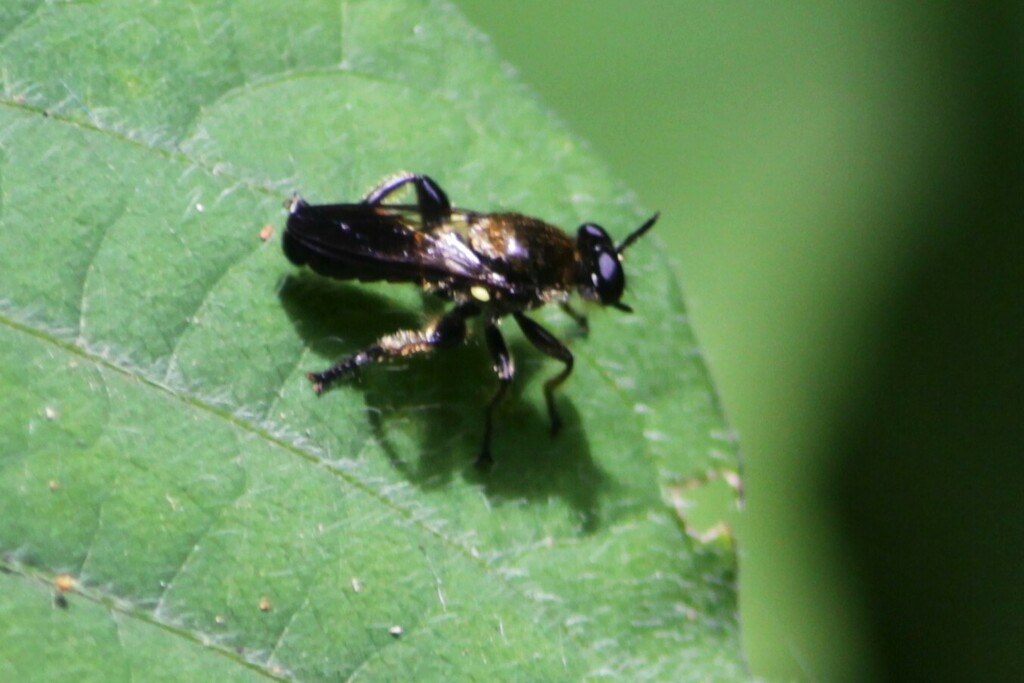 Choerades nigrescens