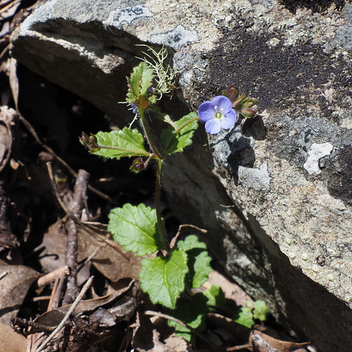 Image of Veronica calycina by no rights reserved