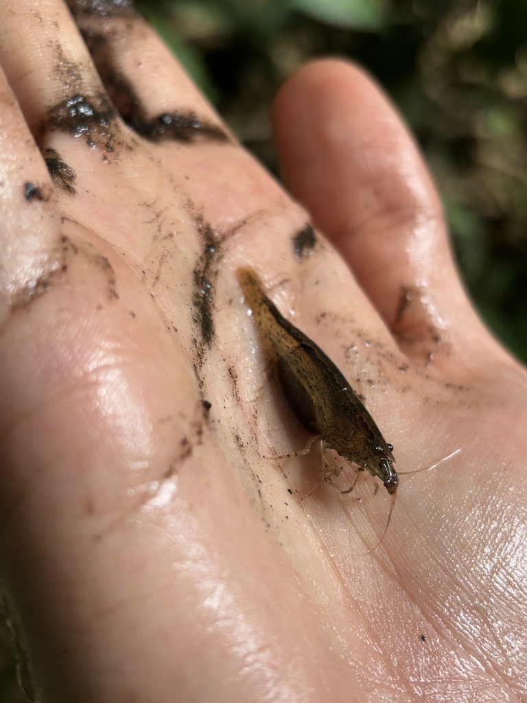 Type shrimp