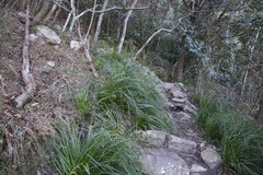 Carex lancea