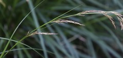 Carex lancea