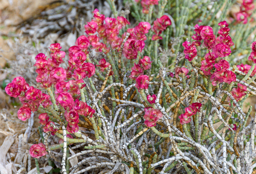 Anabasis articulata