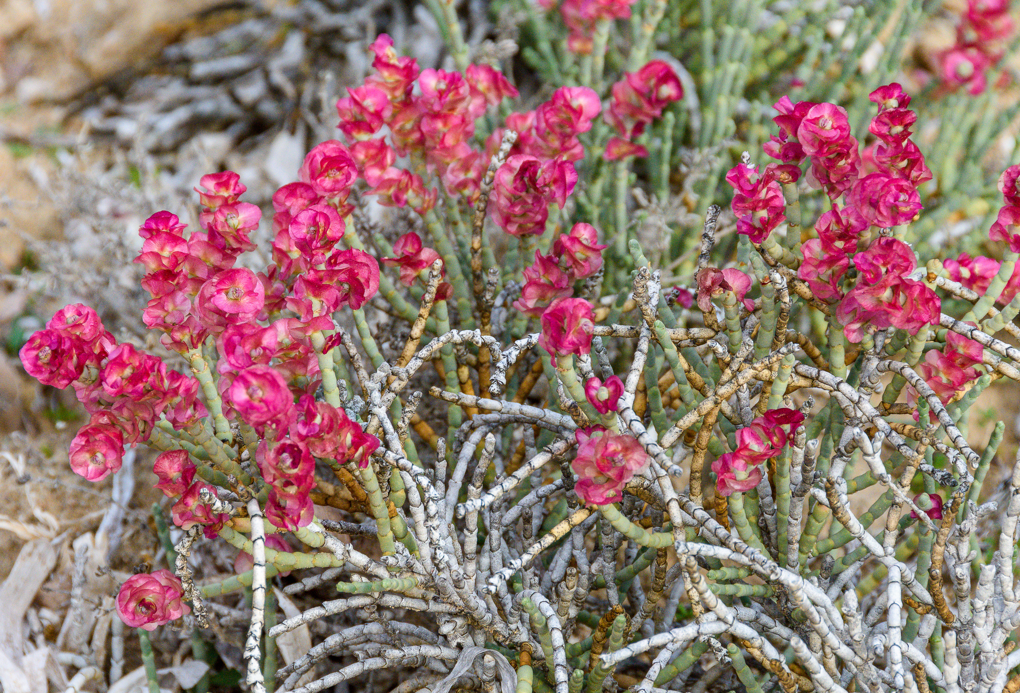 Anabasis articulata