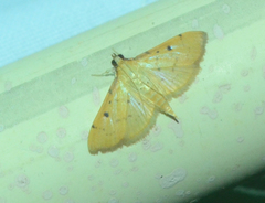 Herpetogramma basalis