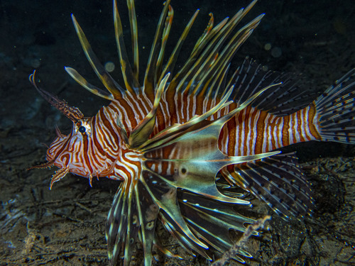 Indian Lionfish