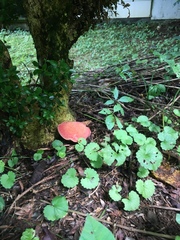 Boletus sensibilis