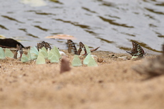 Graphium angolanus baronis