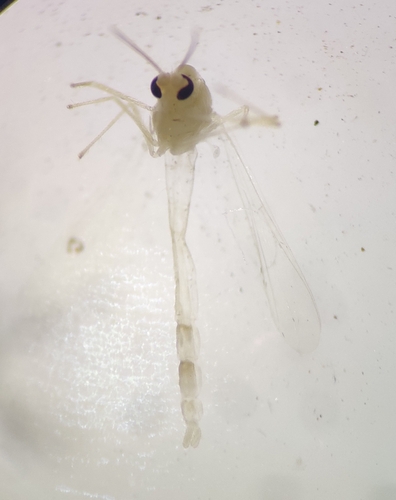 Krenopelopia binotata