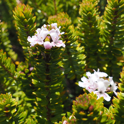 Westringia rubiifolia, photograph 4