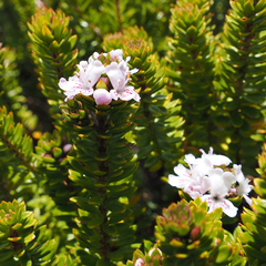 Westringia rubiifolia, photograph author not stated, no rights reserved