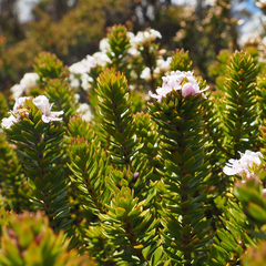 Westringia rubiifolia, photograph author not stated, no rights reserved