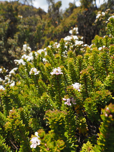 Westringia rubiifolia, photograph 6
