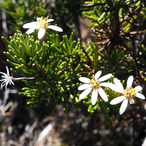 Image of Olearia ledifolia by no rights reserved