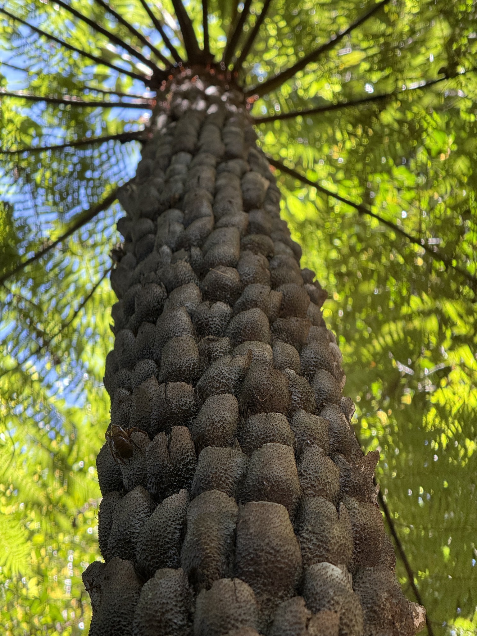 Cyathea Australis