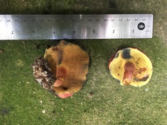 Boletus sensibilis