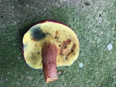 Boletus sensibilis