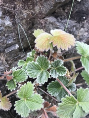 Potentilla villosa