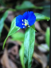 Commelina ensifolia