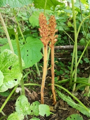 Orobanche flava