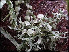 Ramalina glaucescens