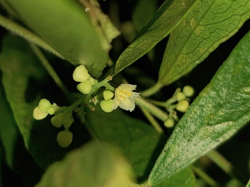 Image of Nephroia orbiculata by (c) vrxz, some rights reserved (CC BY-SA)