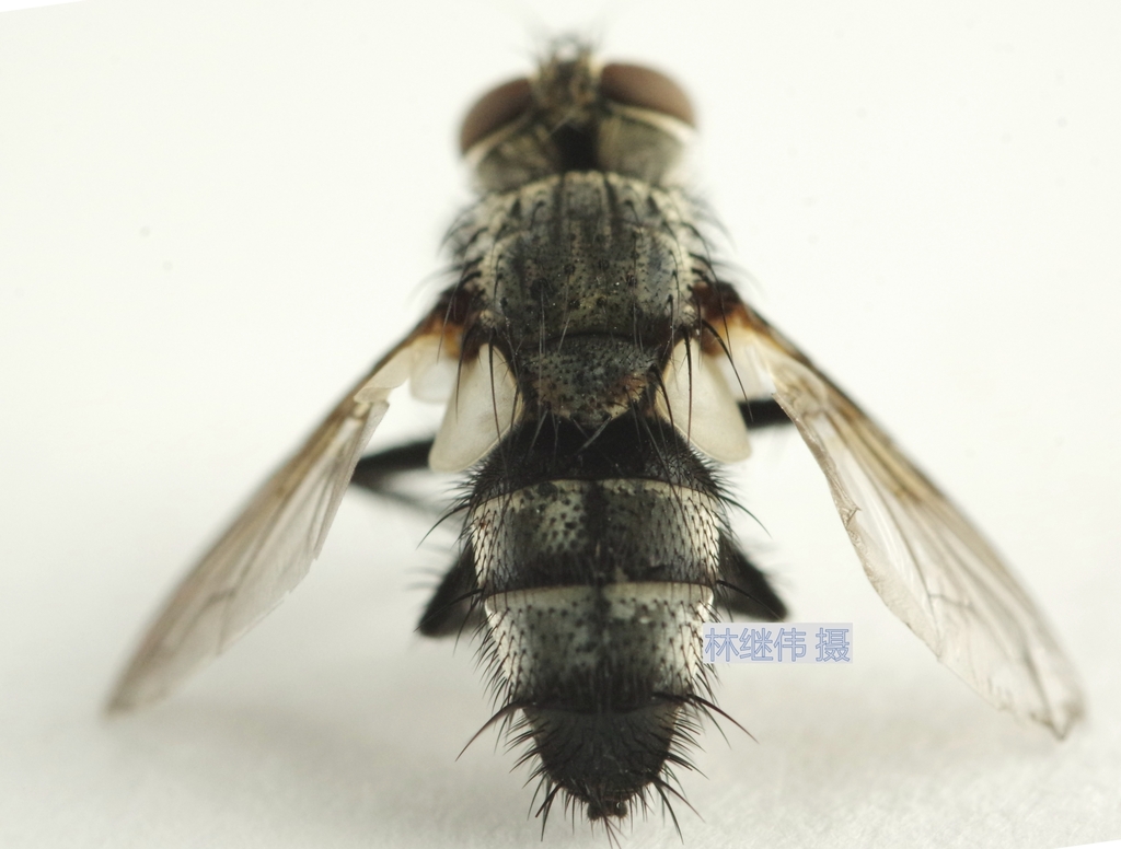 Phorocerosoma