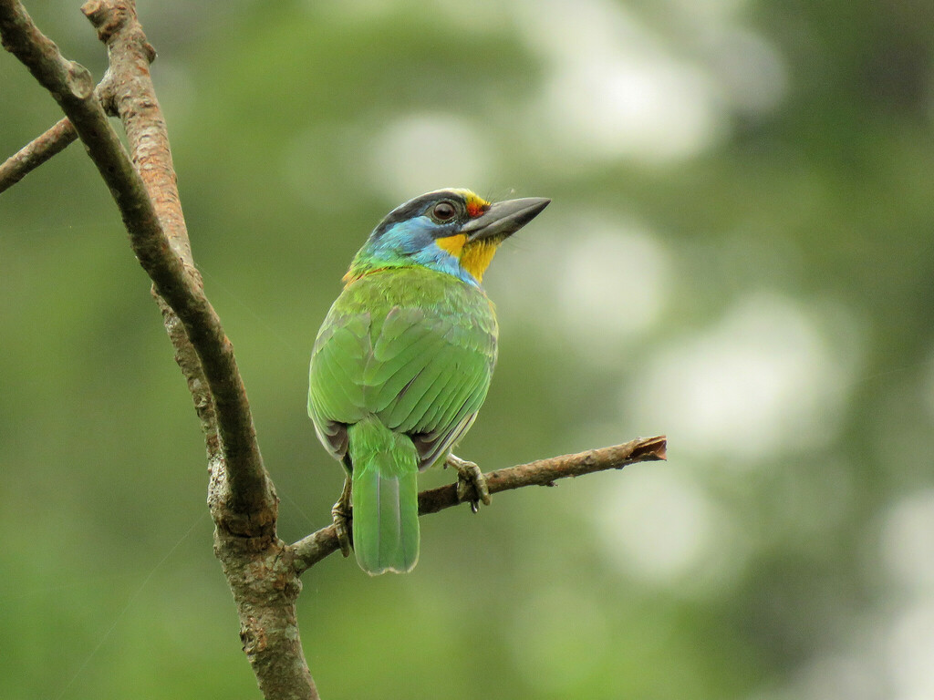 Taiwan Barbet