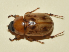 Cyclocephala lunulata