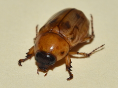 Cyclocephala lunulata