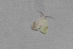 Niphopyralis