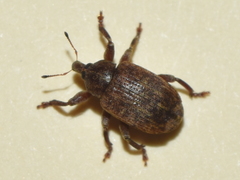 Hyperinae