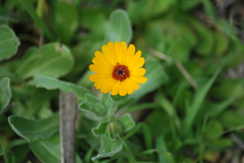 Calendula stellata (Calendula stellata)