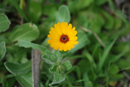 Calendula stellata (Calendula stellata)