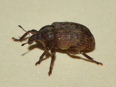 Hyperinae