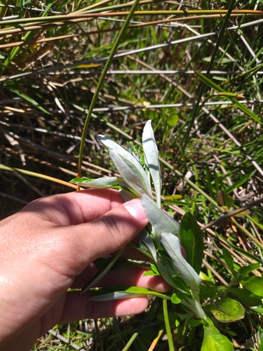 Image of Gamochaeta simplicicaulis by (c) Mateo Peña, some rights reserved (CC BY)