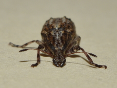 Meconemus infuscatus