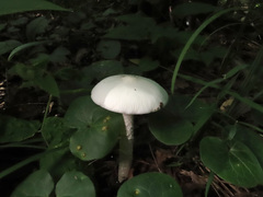 Amanita vaginata alba