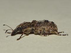 Meconemus infuscatus